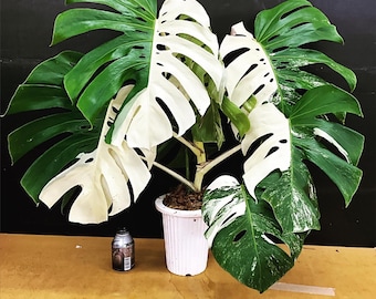 Monstera Borsigiana Albo Halfmoon Variegated Planting Rooted Nodes Cuttings