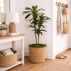 May include: A tall, leafy green plant in a woven basket with handles. The basket is filled with green moss. A woven lamp and basket are on a nearby table. A hat and bag hang on a wooden rack on the wall.