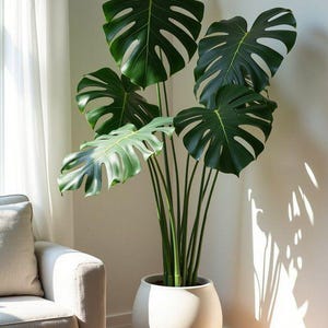 May include: A large potted Monstera plant with vibrant green, split-leaf foliage. The plant is in a white, rounded pot, placed on a wooden floor. The scene is illuminated by natural light, creating shadows on the wall. A neutral-toned sofa is visible.