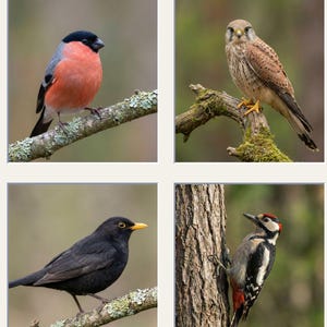 May include: Four photographs of birds: a red and grey bullfinch, a brown kestrel, a blackbird with a yellow beak, and a woodpecker. The image includes the text "30 Bird Reference Photos - FOR ARTISTS".