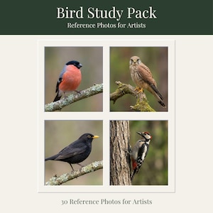 May include: A collection of four bird photographs, including a red and black bullfinch, a brown and tan kestrel, a blackbird with a yellow beak, and a woodpecker. The text "Bird Study Pack" and "Reference Photos for Artists" are displayed at the top, with "30 Reference Photos for Artists" at the bottom.