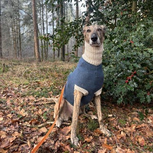 May include: A brindle dog wearing a blue knitted sweater with a high cream-colored ribbed turtleneck collar and matching ribbed sleeve cuffs. The sweater features a visible vertical seam down the center of the chest and is paired with an orange leash.