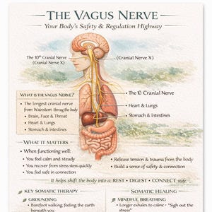 Op de afbeelding: Een educatieve poster getiteld The Vagus Nerve: Your Body's Safety & Regulation Highway. Het bevat een anatomische illustratie van het menselijk zenuwstelsel, tekst over de functie van de zenuw en somatische therapietechnieken voor genezing.