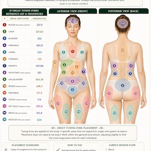 May include: A 15 organ tuning fork placement guide wellness reference chart featuring an anterior and posterior view of the human body with numbered zones corresponding to specific organs, body systems, and frequencies in Hz for educational use.