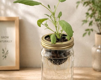 Hydroponic Mason Jar Kits