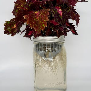 May include: A coleus plant with deep burgundy and lime green variegated leaves rooted in a clear glass Ball wide mouth mason jar filled with water. The plant sits in a silver metal lid insert, with visible white roots submerged in the water.