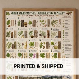 May include: A framed educational poster titled North American Tree Identification Alphabet, featuring A-Z illustrations of leaves, bark, buds, and seeds. The chart includes detailed botanical diagrams, text descriptions, and a mountain landscape illustration at the bottom.