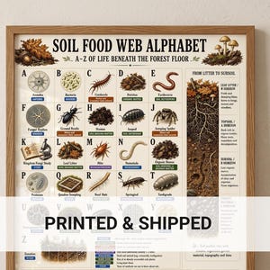 Soil Food Web Alphabet Poster | Ecology Classroom ABC Chart