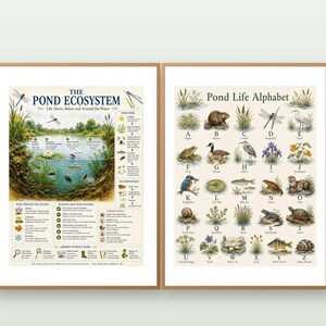 Pond Life Poster Set | 2 Printable Ecosystem and Alphabet Charts | Digital Download