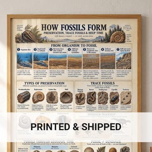 Op de afbeelding: Een ingelijste educatieve poster getiteld How Fossils Form, met gedetailleerde illustraties en tekst die de geologische processen van fossilisatie, sporenfossielen en dinosaurussporen uitleggen in een heldere, georganiseerde lay-out.