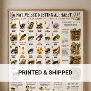 Puede incluir: Un póster educativo vertical titulado Native Bee Nesting Alphabet con ilustraciones de la A a la Z de abejas solitarias, polen y nidos. El gráfico incluye diagramas detallados sobre los ciclos de vida, hábitos de anidación y polinización.
