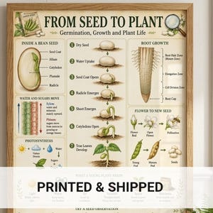 Plant Lifecycle Poster | From Seed to Plant Chart | Montessori Classroom Art