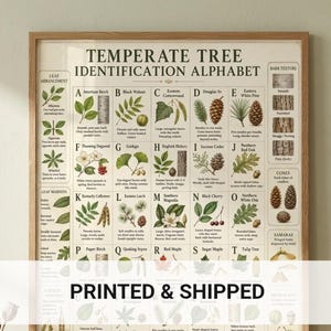 Leaf Identification Alphabet Poster | Botanical Classroom ABC Chart | Forest Field Guide Wall Art
