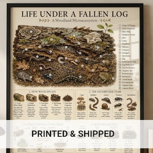 May include: A framed educational poster titled Life Under a Fallen Log: A Woodland Microecosystem. The print features detailed illustrations of fungi, insects, and small animals living in decaying wood, with numbered keys and diagrams explaining forest decay.