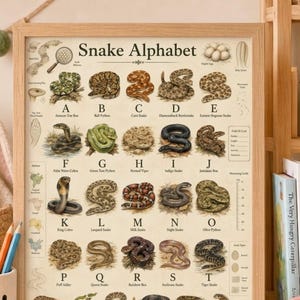 Peut inclure: Une affiche éducative encadrée intitulée Snake Alphabet présentant des illustrations de diverses espèces de serpents de A à Z, chacune étiquetée avec son nom commun. L'impression inclut des schémas anatomiques, des cartes et une règle.