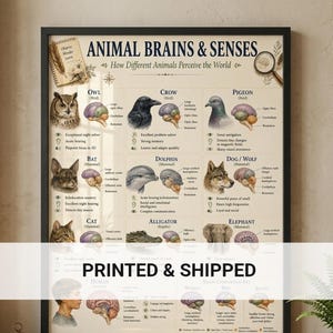 May include: A framed educational poster titled ANIMAL BRAINS & SENSES featuring illustrations of an owl, crow, pigeon, bat, dolphin, dog, wolf, cat, alligator, and elephant, each paired with a brain diagram and descriptive text about their perception.