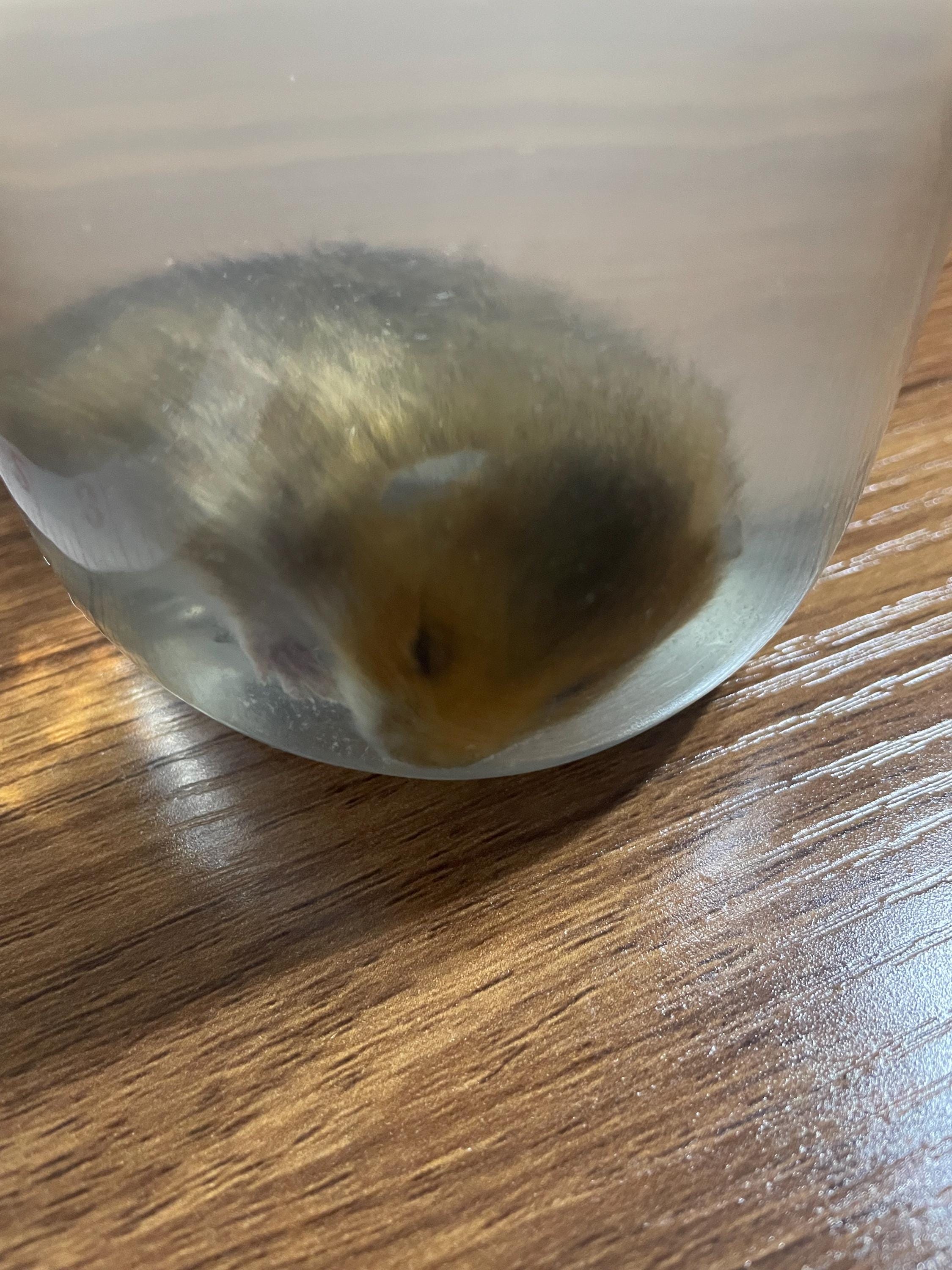 Wet specimen hamster - Etsy 日本