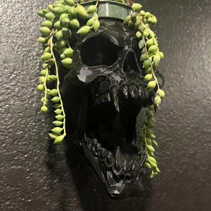 May include: A black, faceted, skull-shaped wall planter with a wide-open jaw. A trailing string of pearls plant with small, round, light green leaves is potted inside the top of the skull, with vines cascading down both sides of the dark structure.