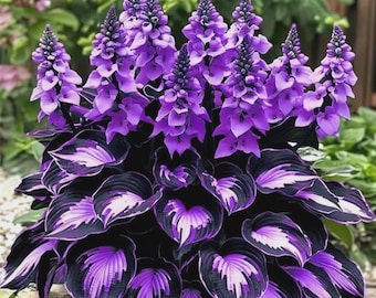 Plus de 200 graines d'hosta violettes et noires – Plante vivace d'ombrage