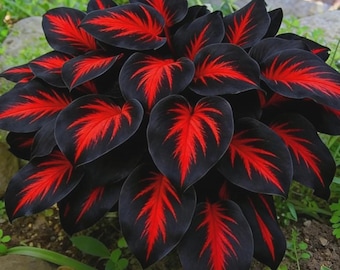 Plus de 300 graines d'hosta – Fleurs vivaces rares