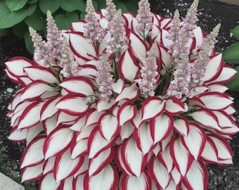 Graines Hosta rouges et blanches - Feuilles panachées, jardin ombragé (150 graines)