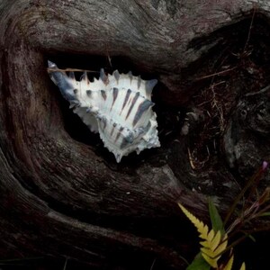 Driftwood and Seashell Fine Art Print, Coastal Nature Photography, Rustic Wood Texture Wall Art, Pacific Northwest Beach Decor