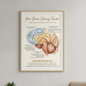 May include: A framed educational poster titled Your Brain During Trauma, featuring a cross-section illustration of the human brain color-coded in blue, yellow, and red. It includes text labels for the thinking, emotional, and survival brain sections.