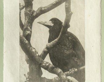 Rook Crow Photogravure, Original Handmade Etching on Washi, Limited Edition of 9, Signed & Embossed Black and White Fine Art Print