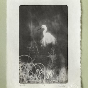 Op de afbeelding: Monochrome prent van een witte zilverreiger in een wetland omgeving. De vogel staat in het water, omringd door hoog gras en gebladerte. De prent is op getextureerd papier met geschulpte randen. De prent is gelabeld "2025" en "1/7".