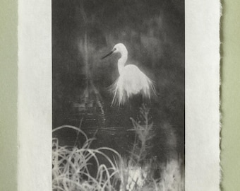 Great Egret Photogravure, Original Handmade Etching on Washi, Limited Edition of 7, Signed & Embossed Black and White Fine Art Print