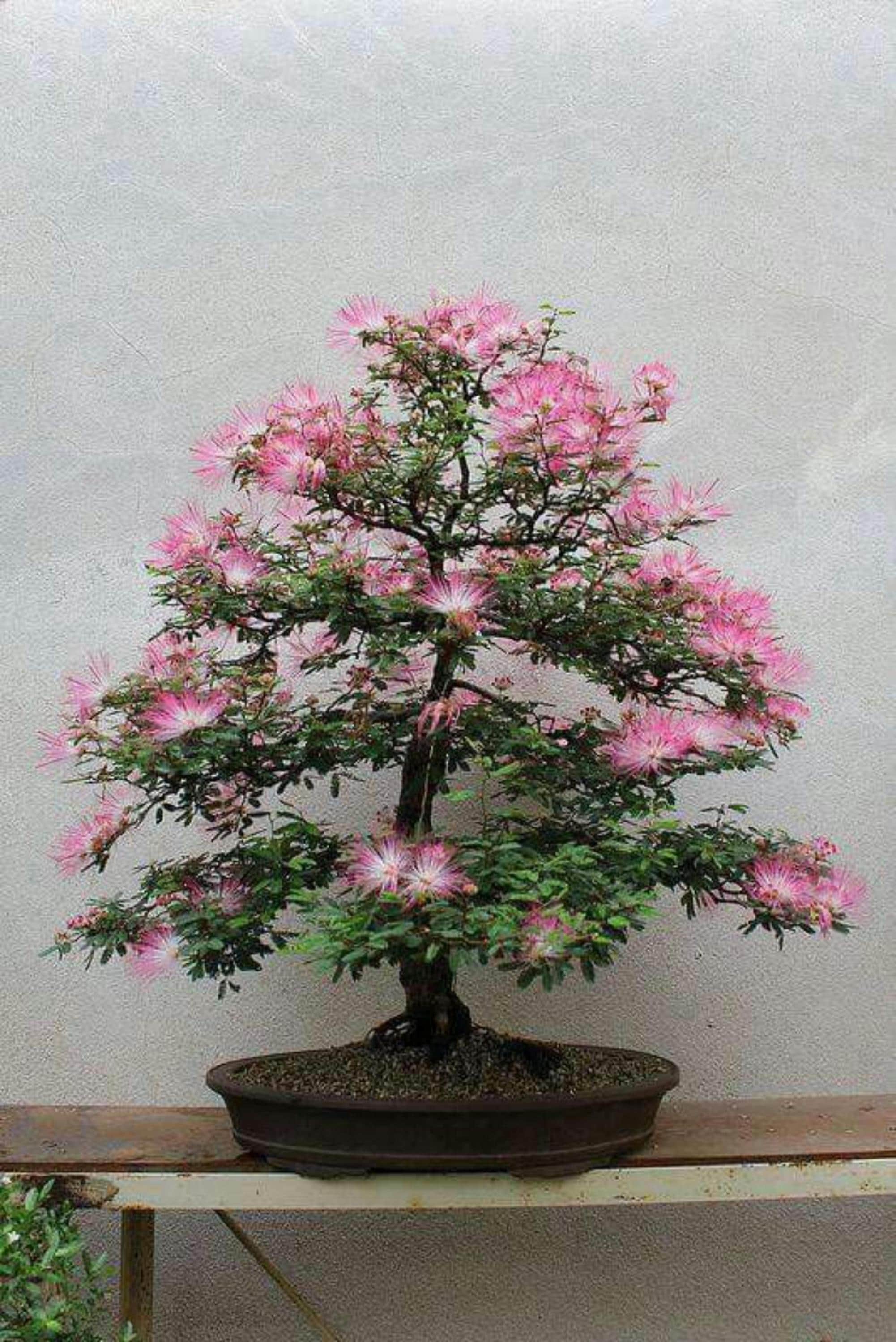 Mimosa bonsai - Etsy.de