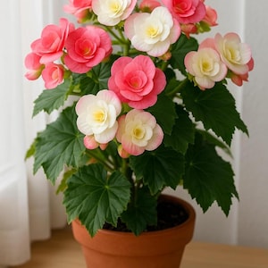 Könnte beinhalten: Eine Topf-Begonie mit leuchtend rosa und weißen Blüten. Die Blüten haben ein geschichtetes Blütenblattdesign und gelbe Zentren. Die Pflanze hat große, grüne, herzförmige Blätter und steht in einem Terrakotta-Topf.