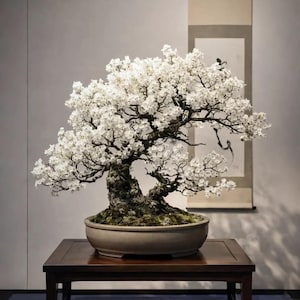 Árbol bonsái de sauce blanco enano (planta viva)