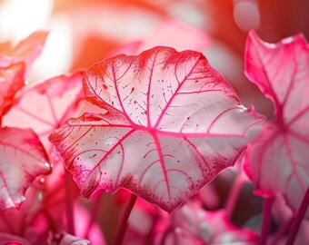 Florida Sweetheart Caladium Bollen Roze Tropische Schaduw Tuinplant