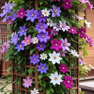 Pode incluir: Uma treliça de madeira coberta por vibrantes flores de clematis. As flores exibem uma variedade de cores, incluindo roxo, rosa e branco, com centros amarelos. Folhagem verde exuberante envolve as flores, criando uma exibição visualmente atraente.