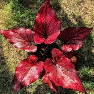 Brandywine Caladium Zwiebeln rote tropische Laubpflanze