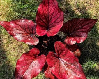 Brandywine Caladium Bulbs Red Tropical Foliage Plant