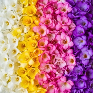 May include: A vibrant floral arrangement featuring a gradient of colors. The image showcases a spectrum of flowers, transitioning from white to yellow, then to pink, and finally to purple. The flowers are densely packed, creating a visually rich and colorful display.