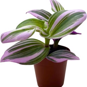 Puede incluir: Una pequeña planta en maceta con hojas a rayas verdes y blancas bordeadas de rosa. La planta está en una maceta de plástico marrón. Las hojas son anchas y ligeramente rizadas, creando una apariencia llena y exuberante. La planta está sobre un fondo blanco.