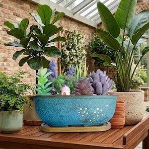 May include: A collection of potted plants, including a large-leafed fig tree and a bird of paradise, arranged on a wooden table. A turquoise planter with decorative succulents and a miniature house is in the foreground. The scene is set in a sunlit conservatory.