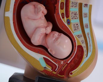 Human Pregnancy Anatomical Model, Hand Painted Medical Display Sculpture, Educational Anatomy Decor, Gift for Medical Students