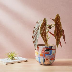 May include: A colorful ceramic planter with a Begonia plant featuring large, spotted leaves. A small air plant sits on a white book. The planter has a mix of blue, orange, and purple paint strokes.