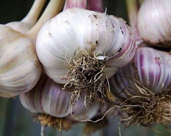 Organic Siberian Garlic Bulbs – Heirloom Cooking, Planting, Wellness