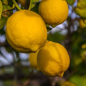 May include: Close-up of bright yellow lemons hanging from a tree branch with green leaves. The lemons are round and have a textured surface, suggesting they are ripe and ready to be harvested. The image is well-lit, highlighting the vibrant colors.