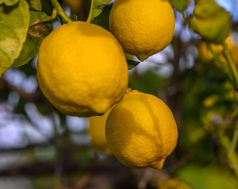 rare seeds Sfusato amalfitano lemon 10 seeds
