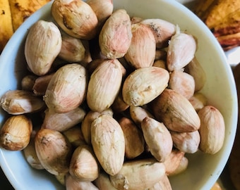 Fresh Cacao Seeds – Theobroma Cocoa - Maui Tree Seeds for Planting