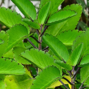 Hoja milagrosa (Bryophyllum pinnatum), planta medicinal, hojas trituradas, hoja de vida (orgánica).