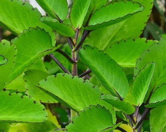 Miracle Leaf (Bryophyllum pinnatum) medicinal plant crushed leaves Leaf of life,(organic)