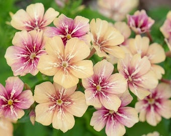 Phlox Cherry Caramel Seeds – Grandiflora Cut Flower Seeds for Garden Bouquets (300 Pcs)