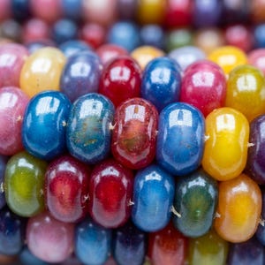 Op de afbeelding: Close-up van een kleurrijke maïskolf met korrels in tinten blauw, rood, geel, roze en groen. De korrels zijn glanzend en gerangschikt in nette rijen, wat een verscheidenheid aan kleuren en texturen laat zien. De afbeelding benadrukt de natuurlijke schoonheid van de maïs.